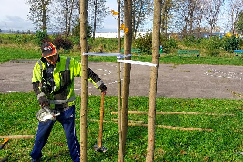 Sadzenie drzewka z bliska