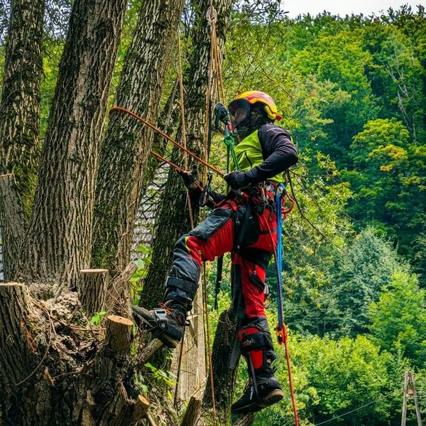 Praca na drzewie