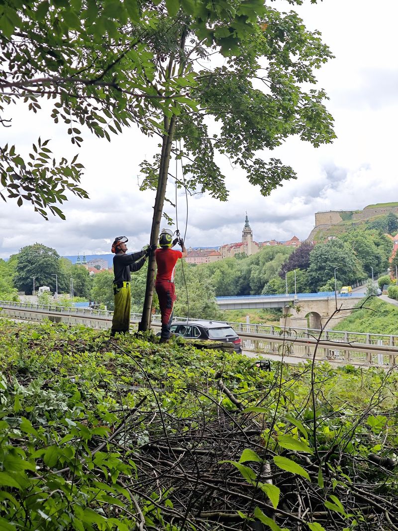 Wycinka drzew w zbliżeniu